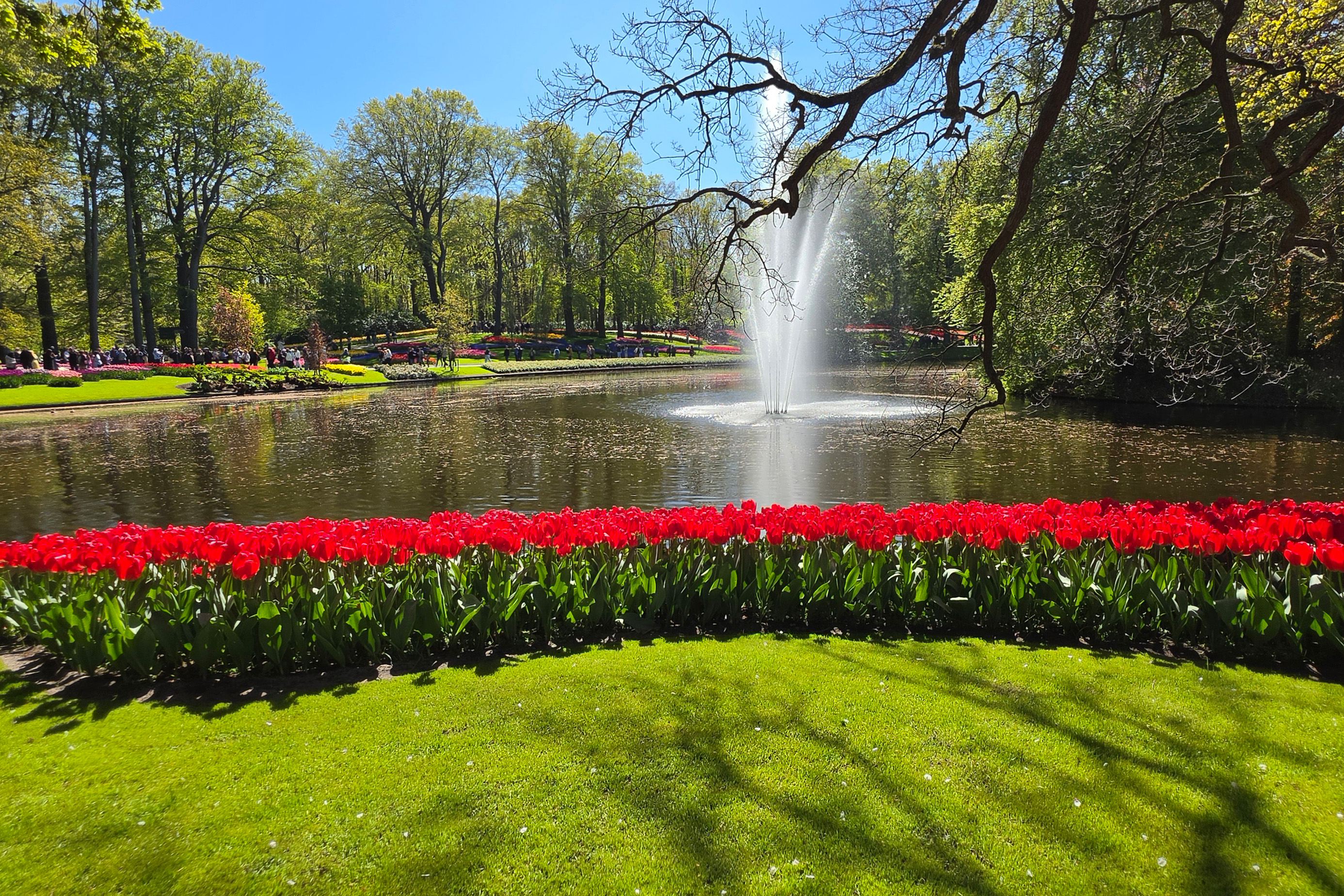 Blomsterprakt i Keukenhof
