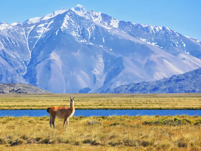 Patagonien med höga snöklädda berg och alpacas