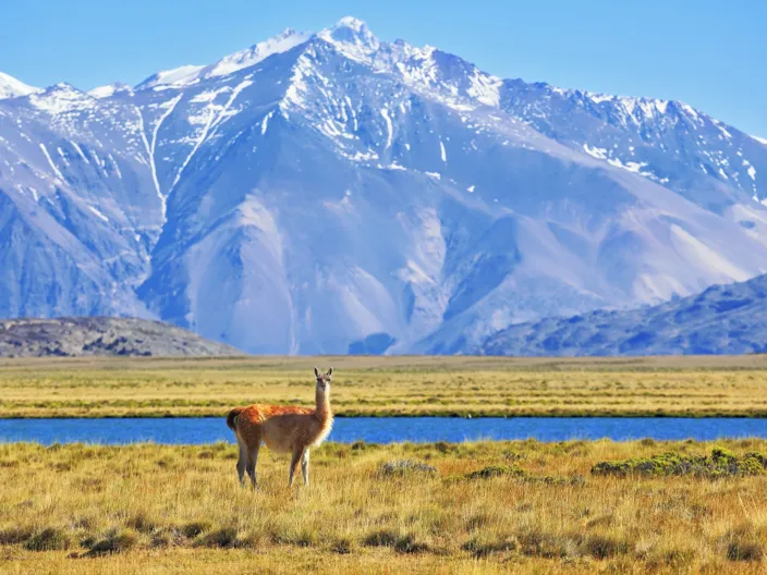 Patagonien med höga snöklädda berg och alpacas
