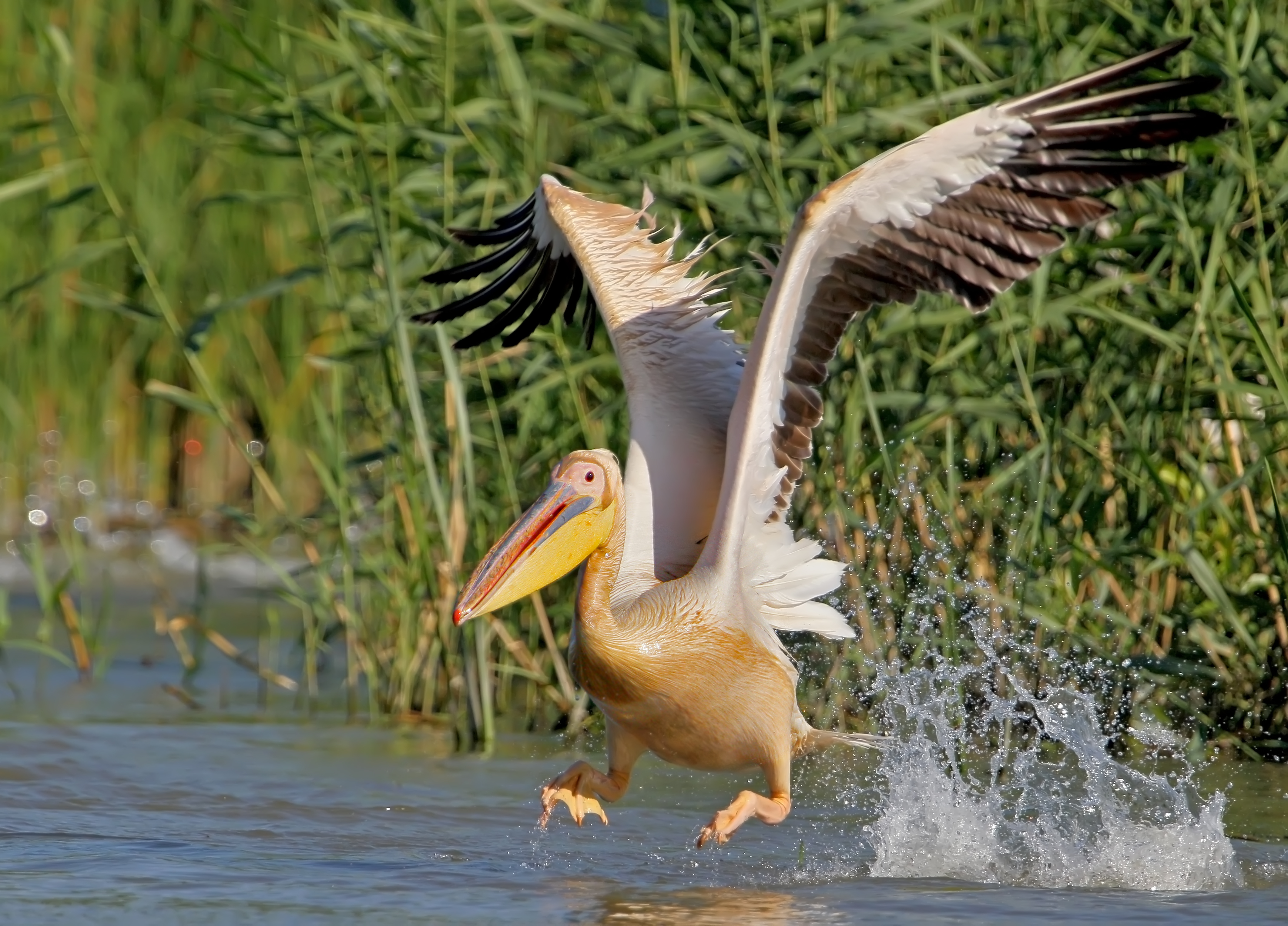 Donaudelta