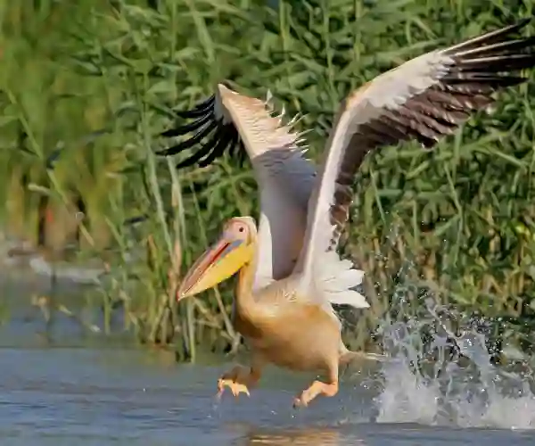 Donaudelta
