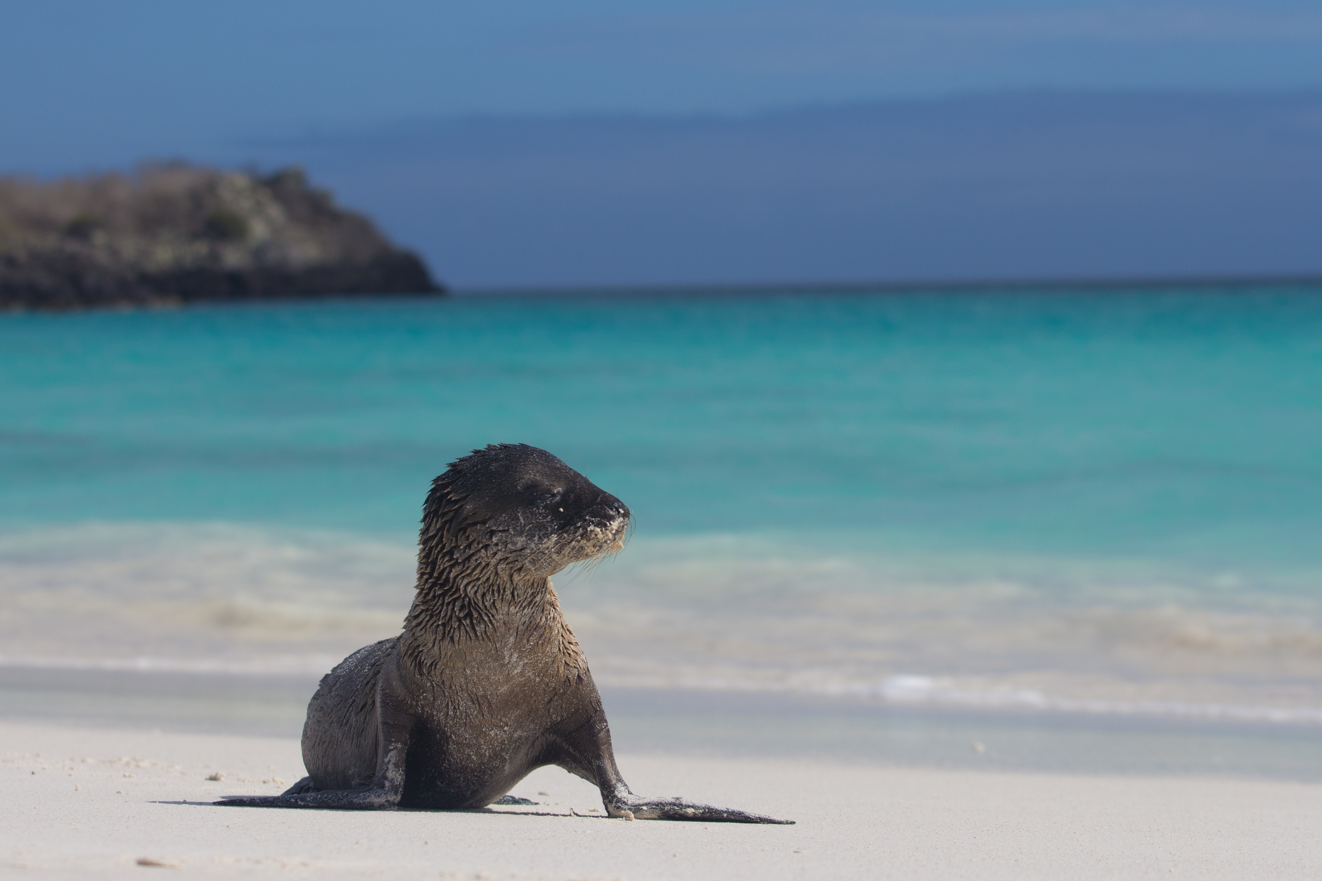 Sjölejonunge på stranden Galapagos