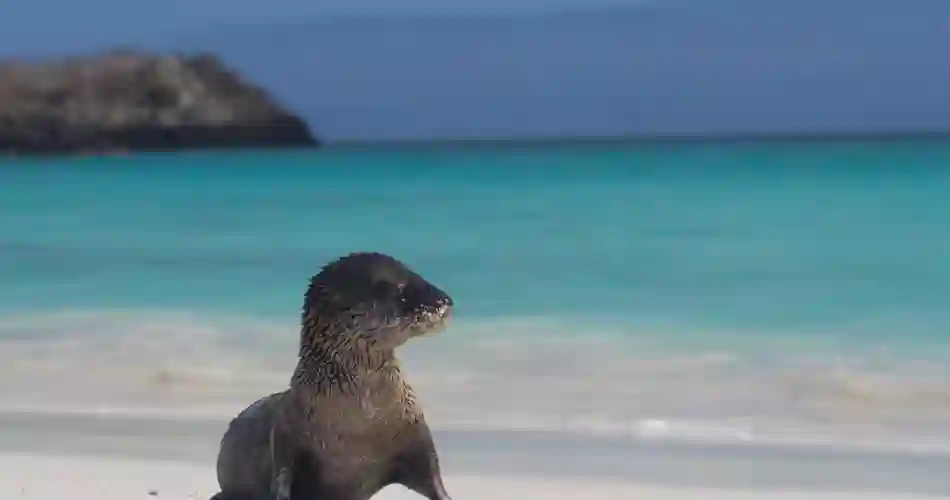 Sjölejonunge på stranden Galapagos