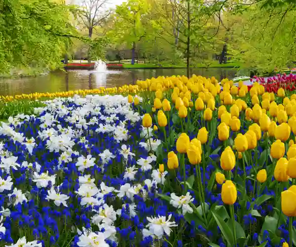 Keukenhof
