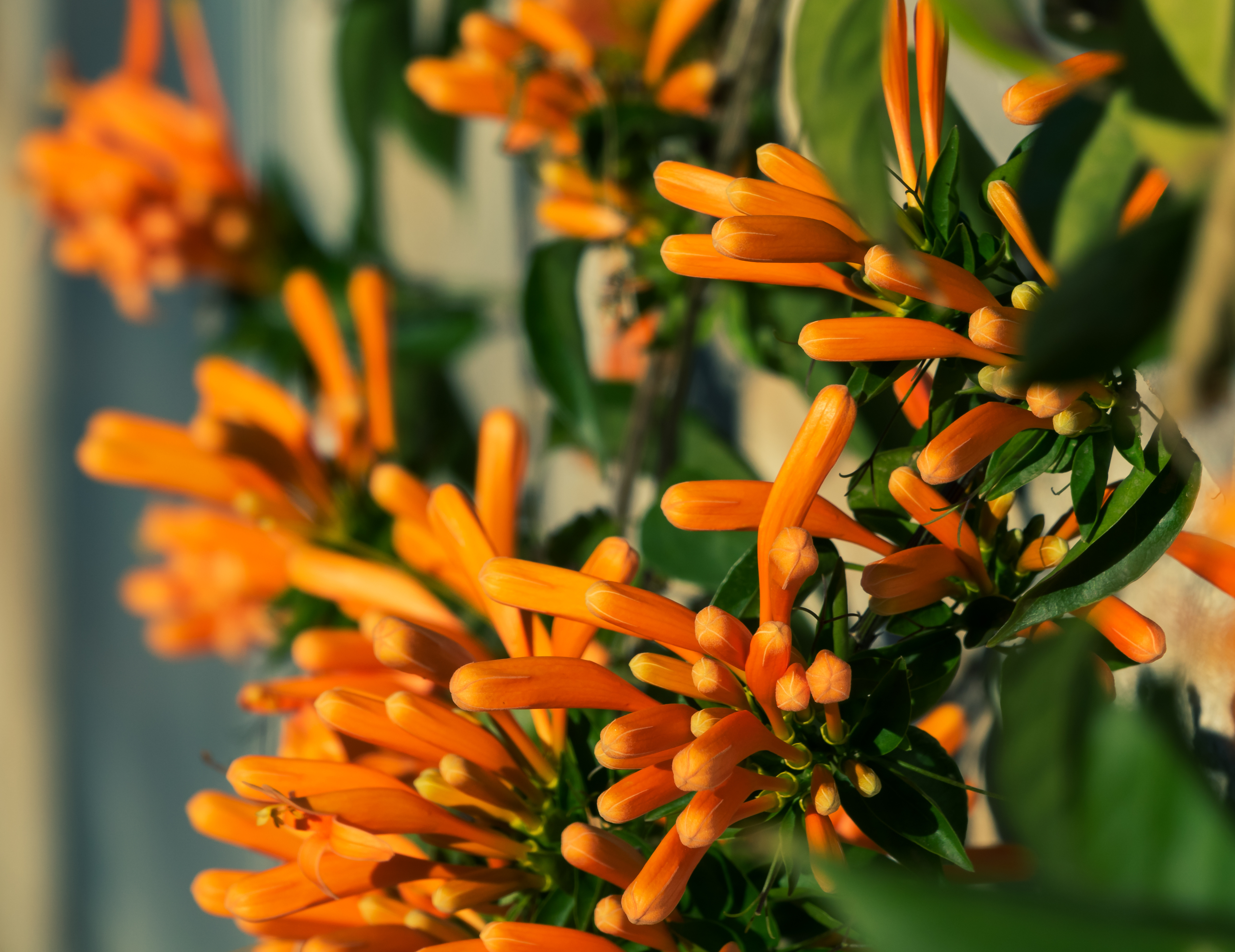 Blomster i Almuñécar