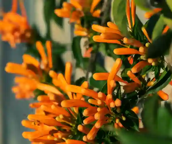 Blomster i Almuñécar