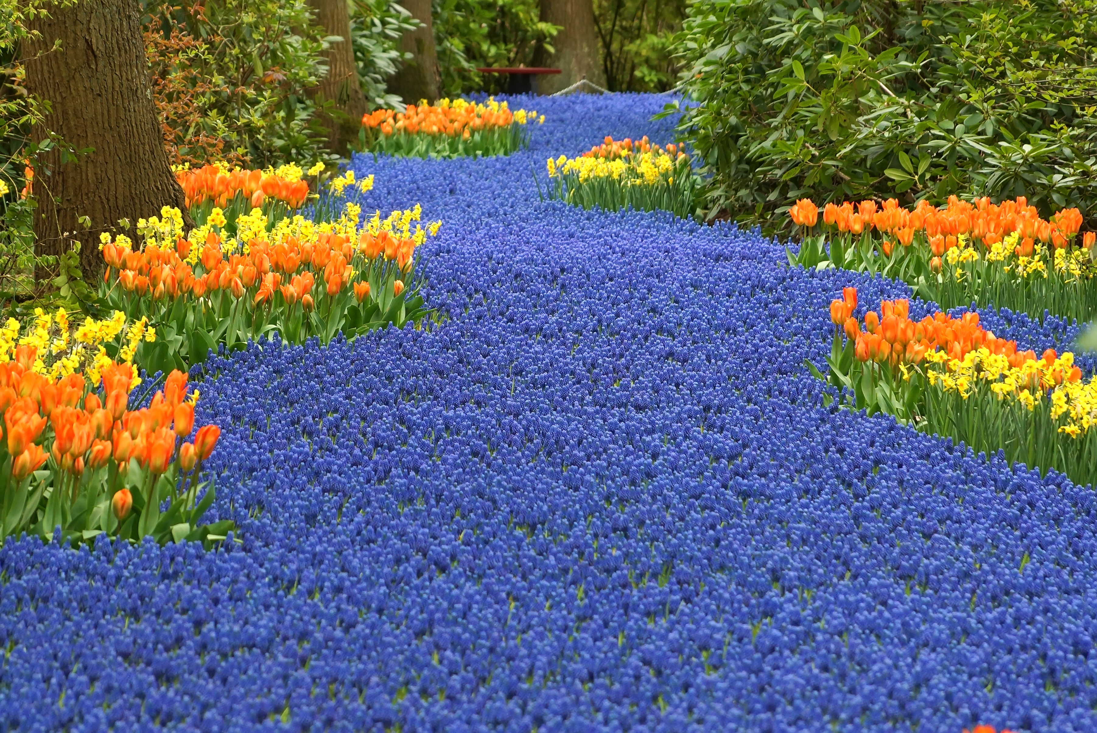 Keukenhof