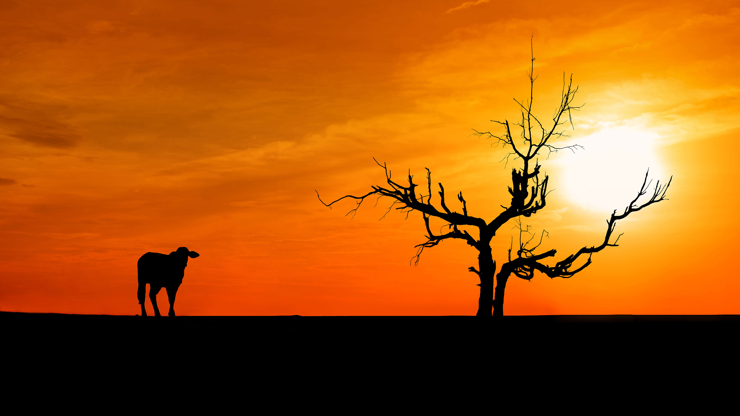 Solnedgang