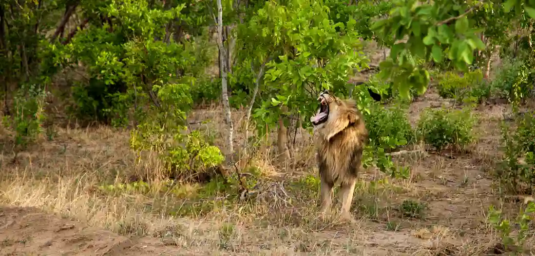 Hwange Nationalpark