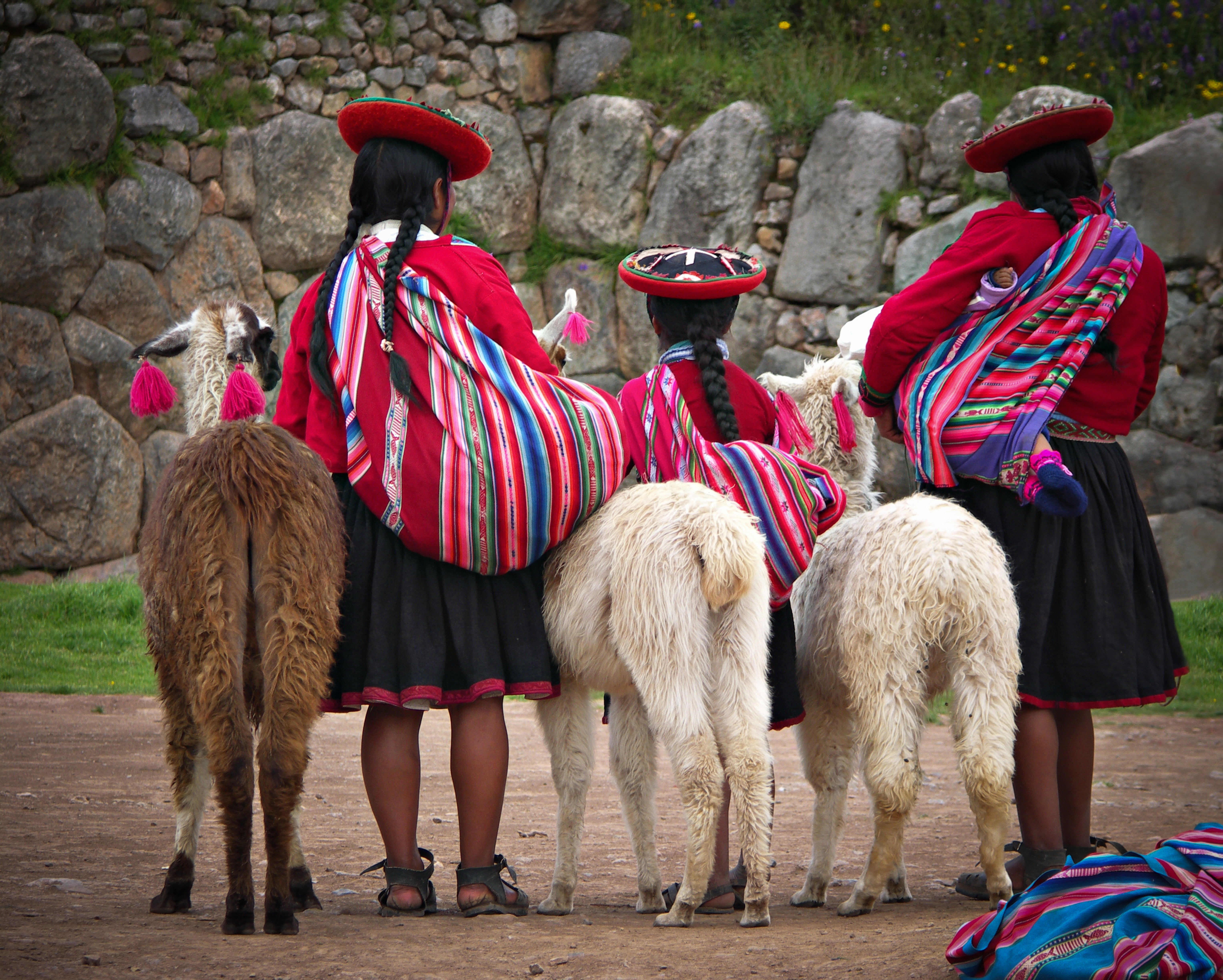 Quechua-kvinnor i traditionella kläder i Peru med Alpacas