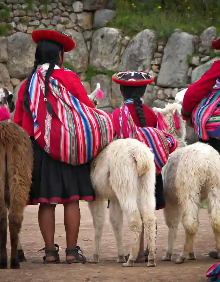 Quechua-kvinnor i traditionella kläder i Peru med Alpacas