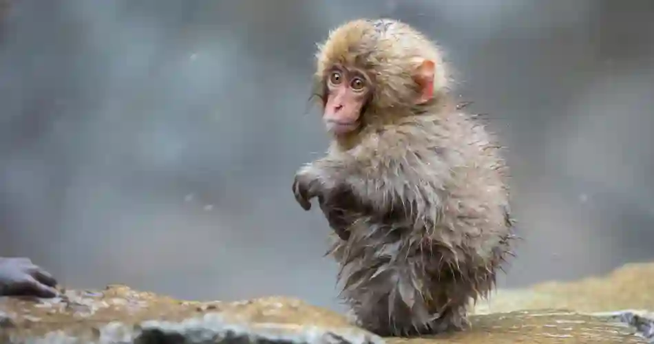 De japanske makakaber