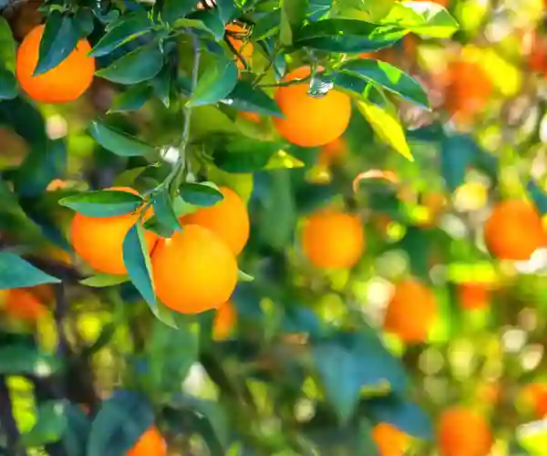 Appelsintræer