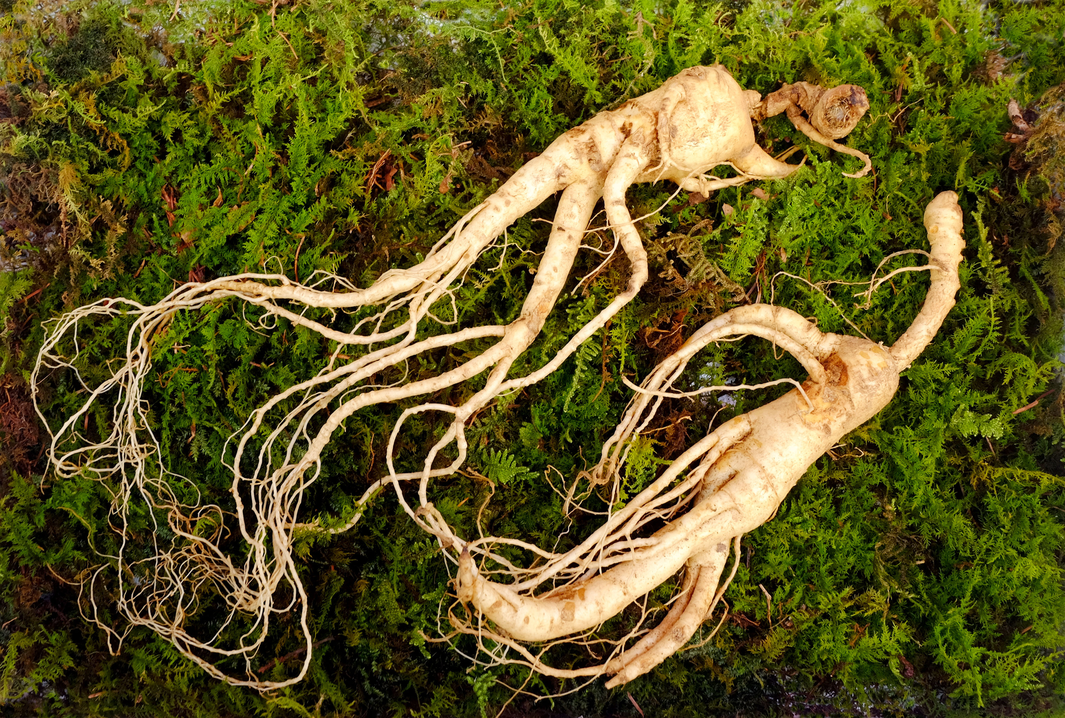 Ginseng 