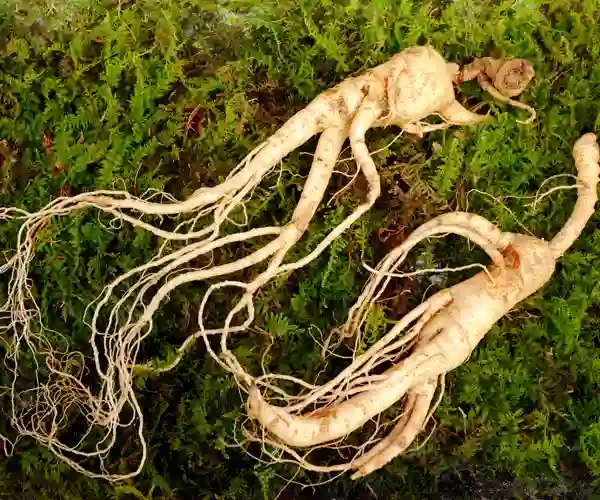 Ginseng