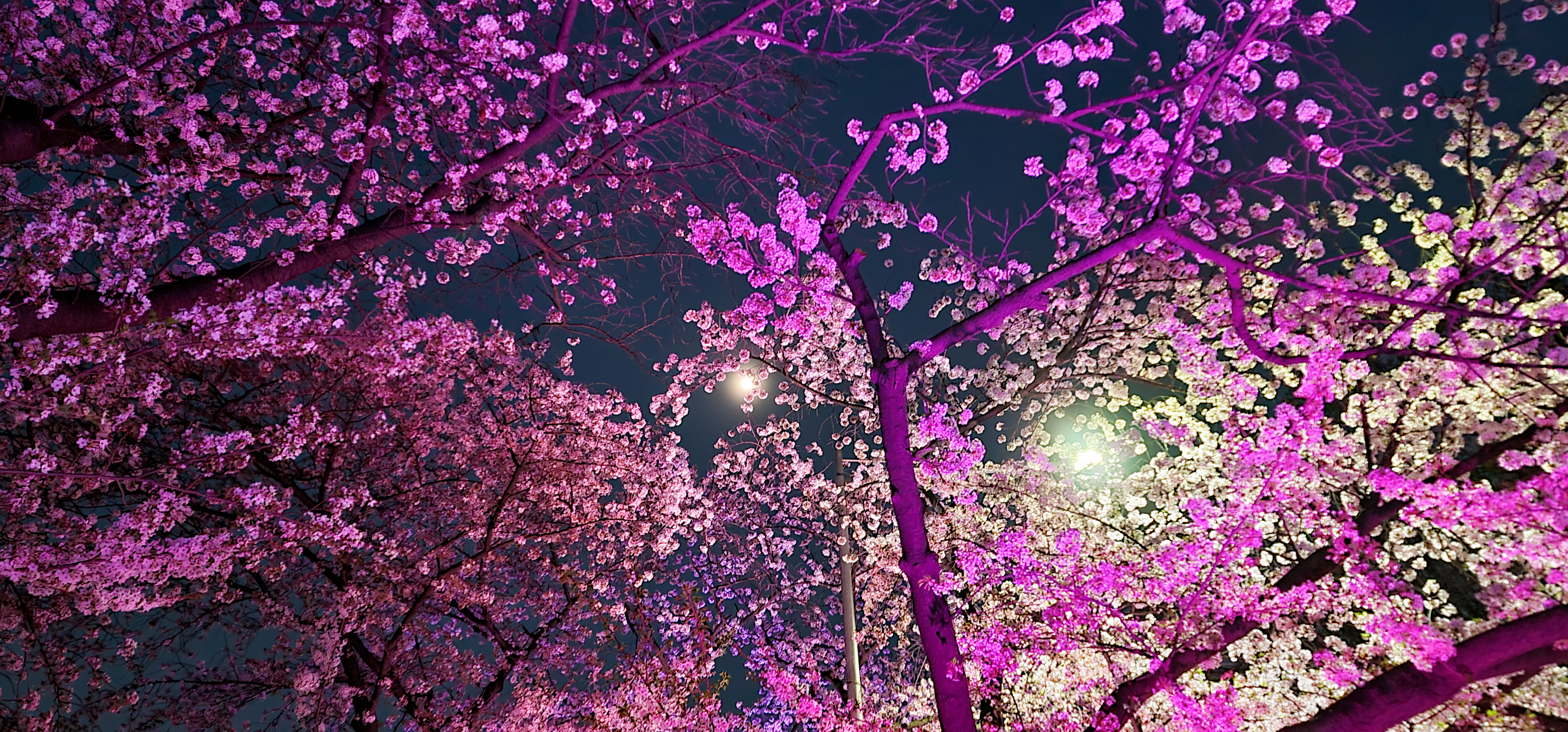 Kirsebærblomstring i Sydkorea