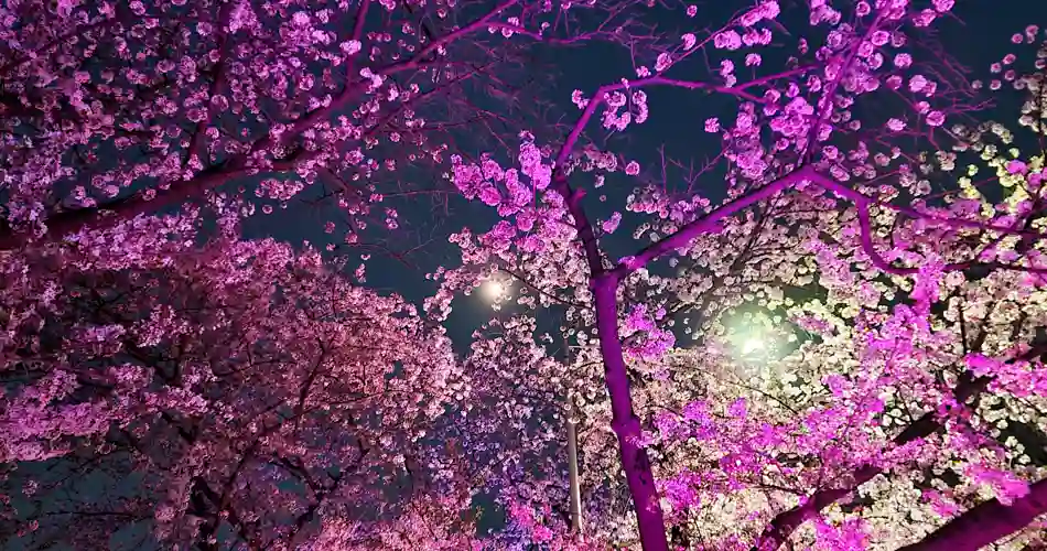 Kirsebærblomstring i Sydkorea