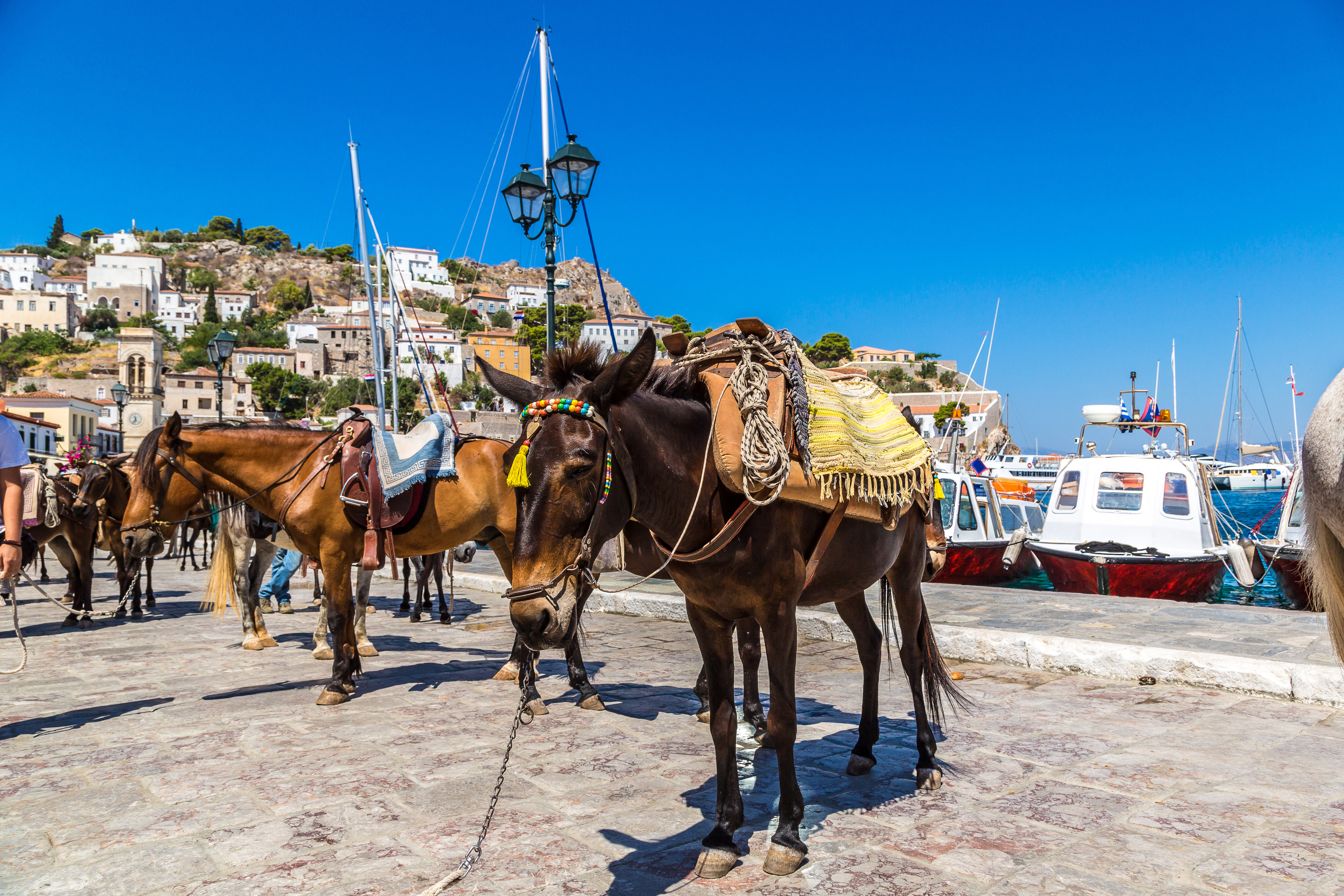Æsler på den bilfri ø Hydra