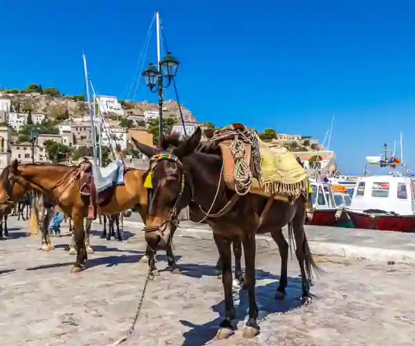 Æsler på den bilfri ø Hydra