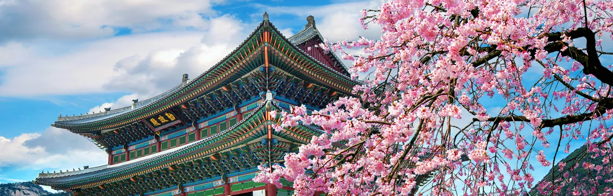 Kirsebærblomstring i Sydkorea