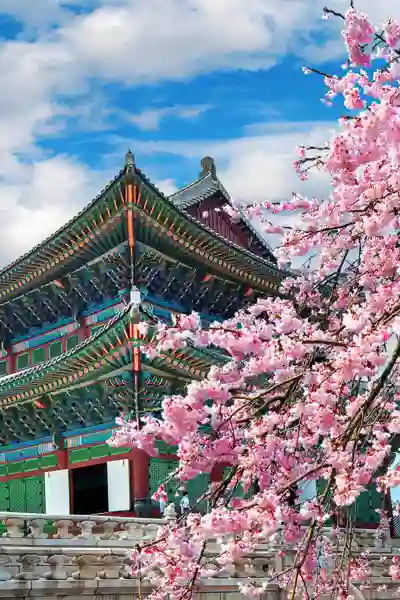 Kirsebærblomstring i Sydkorea
