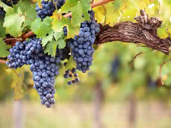 Vinranke