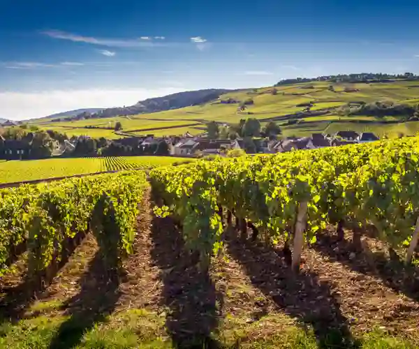 Vingård i Beaune